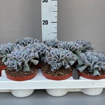 Echeveria 'Cubic Frost'