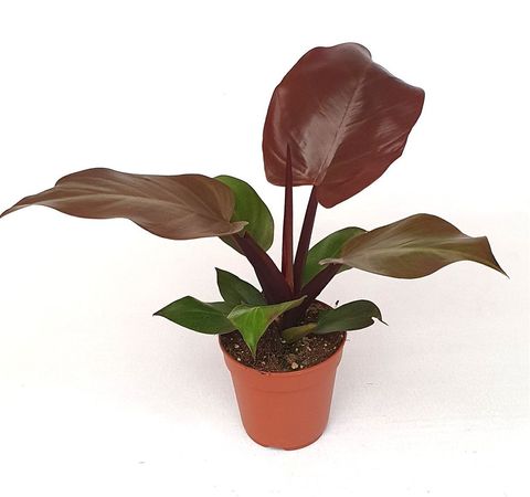 Filodendron 'McColley's Finale'