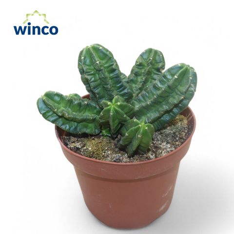 Echinocereus viereckii morricalii