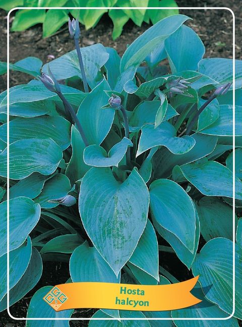 Hosta 'Halcyon'