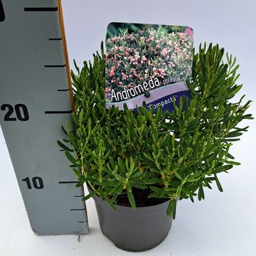 Andromeda polifolia 'Компакта'