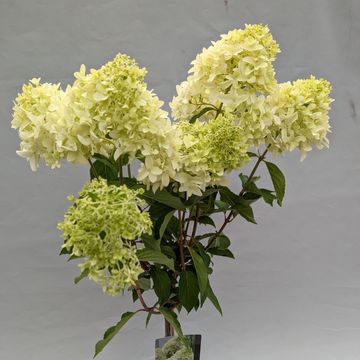 Гидрангея метельчатая 'Bee Happy'