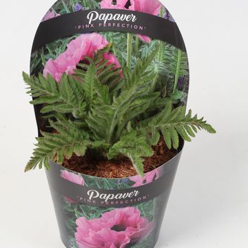 Papaver orientale 'Pink Perfection'