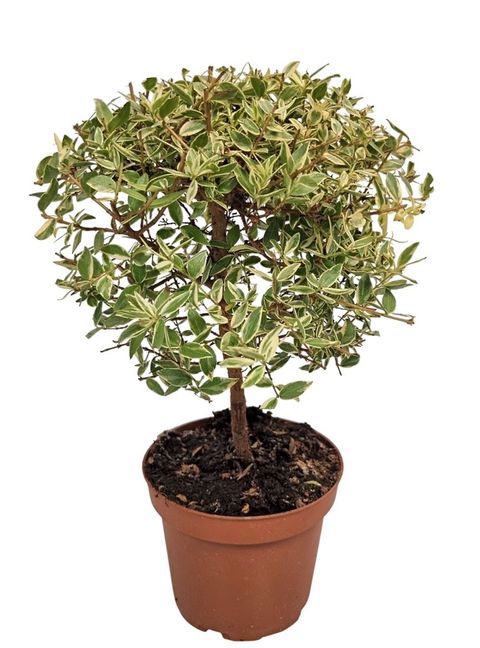 Myrtus communis 'Variegata'