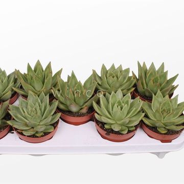 Echeveria agavoides 'Ebony'