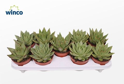 Echeveria agavoides 'Ebony'