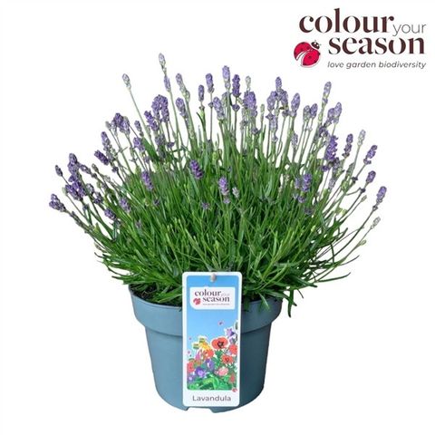 Lavandula angustifolia 'Essence Purple'