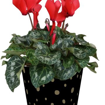 Cyclamen persicum SUPER SERIE S ALLURE MIX