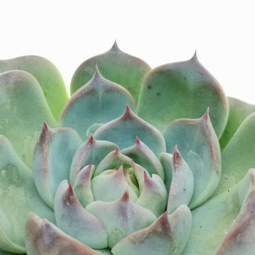 Echeveria chihuahuaensis