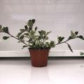 Ficus triangularis 'Variegata'