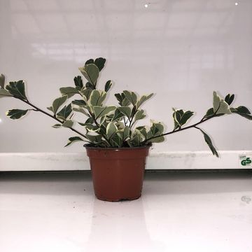Ficus triangularis 'Variegata'