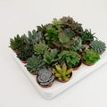 Sukkulenten MIX