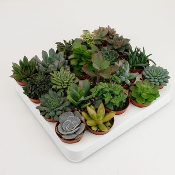 Suculentas MIX