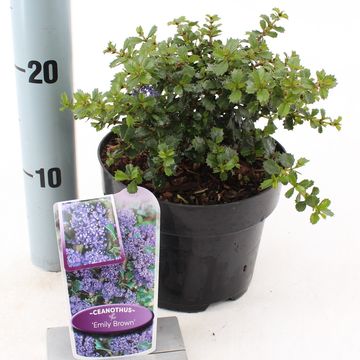Ceanothus 'Emily Brown'