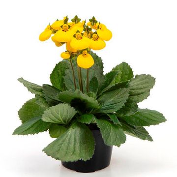 Calceolaria CALYNOPSIS YELLOW