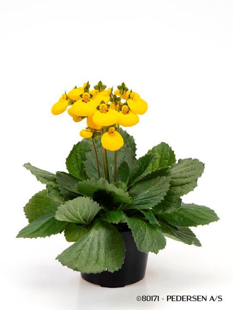 Calceolaria CALYNOPSIS YELLOW