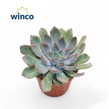 Echeveria 'Blue Speed'