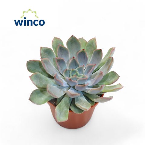 Echeveria 'Blue Speed'