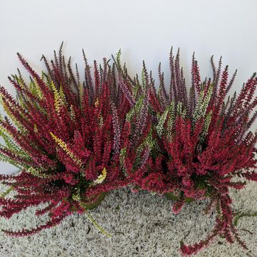 Calluna vulgaris GARDEN GIRLS MIX IN POT