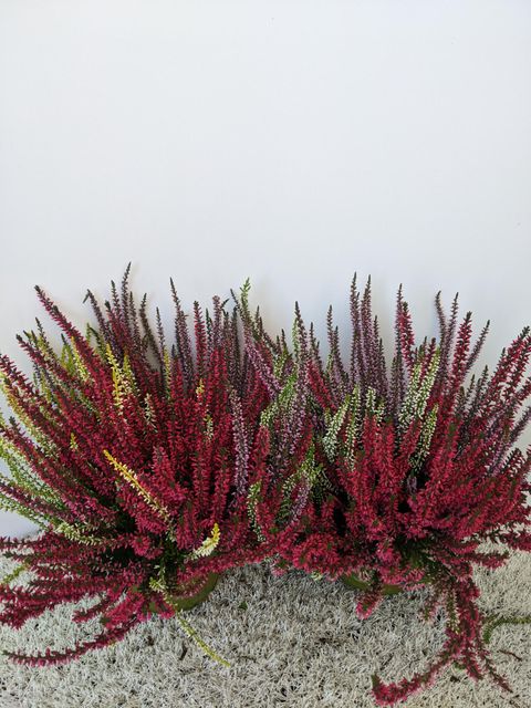 Calluna vulgaris GARDEN GIRLS MIX IN POT