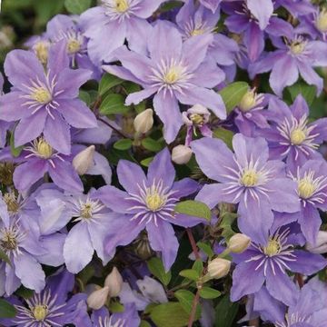 Clematis 'Justa' (Vt)