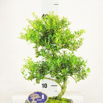 Bonsai MIX