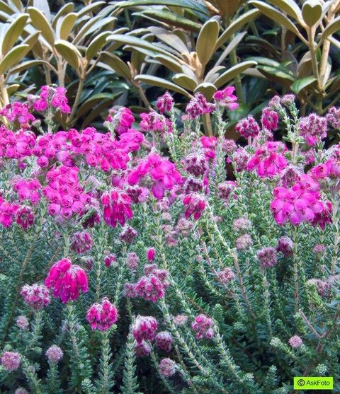 Erica tetralix 'Con Underwood'