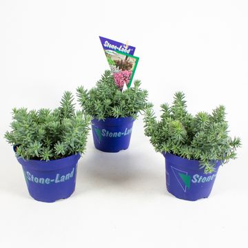 Sedum reflexum