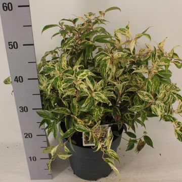 Leucothoe fontanesiana 'Makijaz'