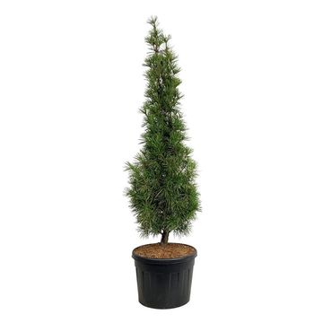 Sciadopitys verticillata 'Joe Kozey'