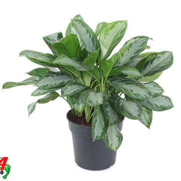 Aglaonema 'Silver Bay'