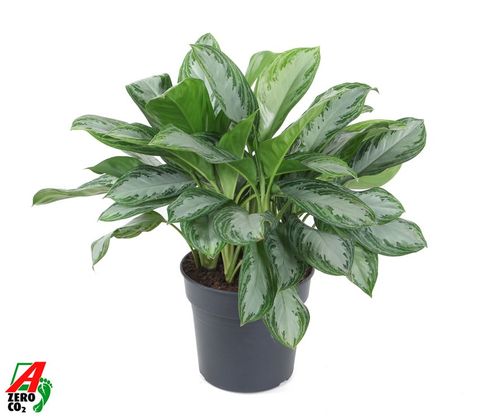 Aglaonema 'Silver Bay'