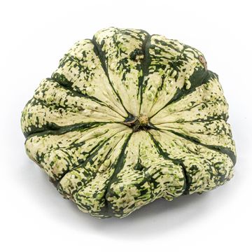 Cucurbita pepo PATISSON PANACHÉ MIX