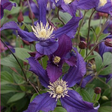 Clematis BLUE PIROUETTE (D)