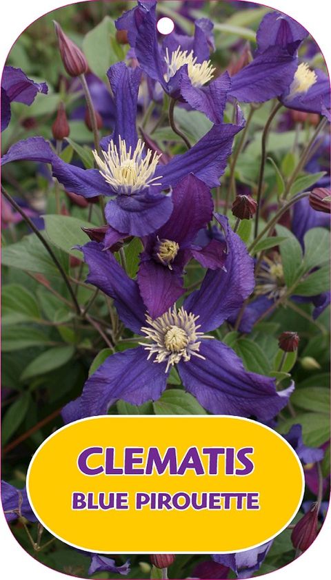 Clematis BLUE PIROUETTE (D)