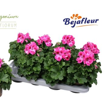 Pelargonium 'HYP30'