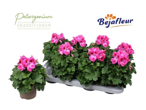 Pelargonium 'HYP30'