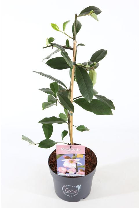 Magnolia FAIRY MAGNOLIA BLUSH