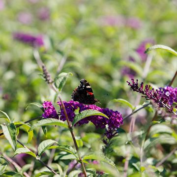 Buddleja davidii BERRIES & CREAM