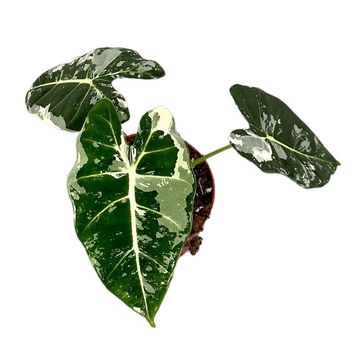 Alocasia micholitziana 'Frydek Variegata'