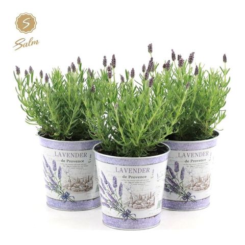 Lavandula stoechas 'Anouk'