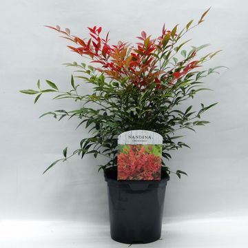 Nandina domestica OBSESSED