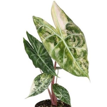 Alocasia Nairobi Nights Variegata