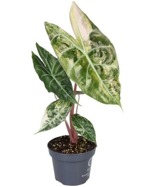 Alocasia 'Nairobi Nights Variegata'