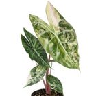 Alocasia Nairobi Nights Variegata