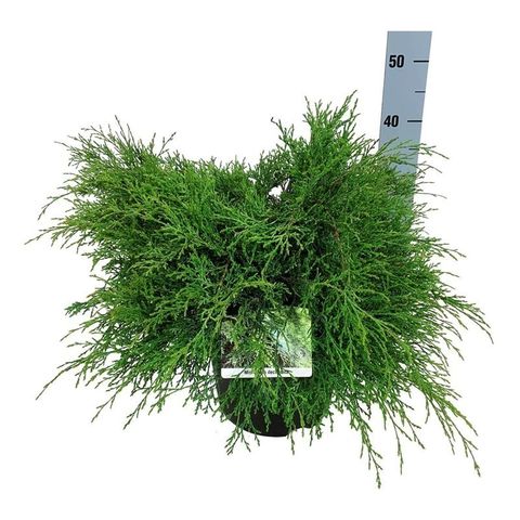 Microbiota decussata