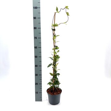 Trachelospermum jasminoides WINTER RUBY