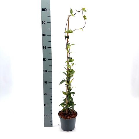 Trachelospermum jasminoides WINTER RUBY