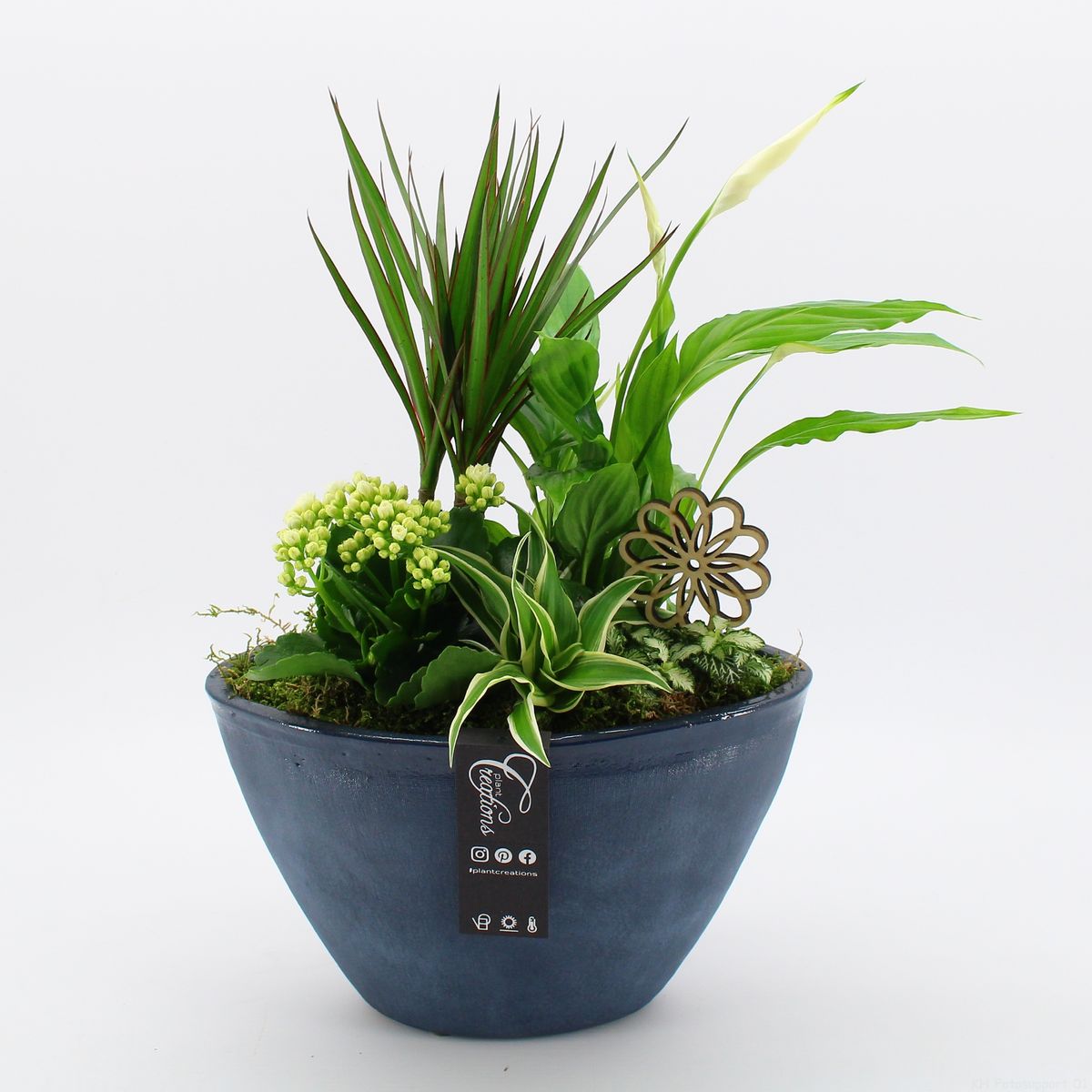 Arrangement Houseplants — Plant Wholesale FlorAccess