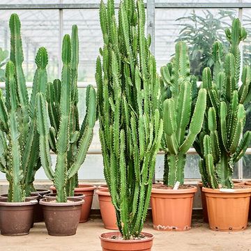 Euphorbia trigona